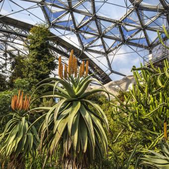 South Africa Garden